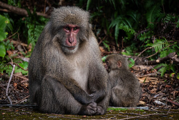 Fototapeta premium A Mother Baboon and Her Baby are Relaxing Peacefully Together in the Beautiful Nature of Africa