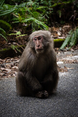 A Thoughtful Baboon Captured in a Lush, Vibrant Forest Setting Perfect for Exploration
