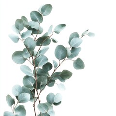 Eucalyptus branches with round leaves isolated on white.