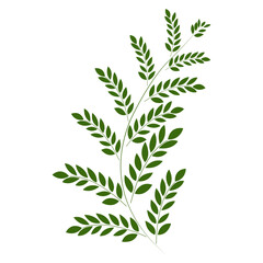 Minimalistic plant elements for decoration, invitations, greeting cards, logos, blogs, web, posters. Isolated vector illustration.