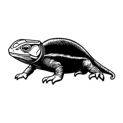 Obraz premium lizard on white background