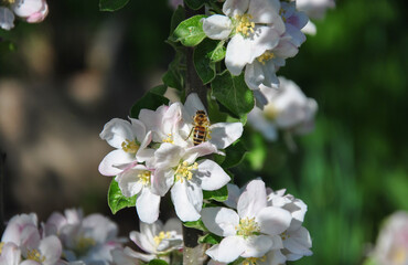 bee on a blossoming apple tree branch