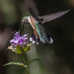 Various broad tailed hummingbirds on bee balm and geraniums 
