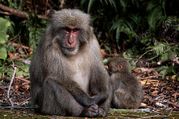 A beautiful scene of a Mother Baboon nurturing her Baby Baboon in a rich Natural Habitat