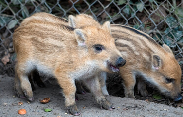 Fototapeta premium Ein junges Wildschwein schaut in die Kamera