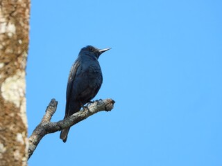 Dark colored Bird Perched on Branch Against Clear Blue Sky Wildlife Photography