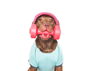 Cute dog, red cap and dumbbell. Preparing for training. Close-up, indoors. Studio shot. Concept of...