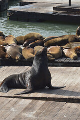 Fototapeta premium Lion de mer sur la jetée de San Francisco prenant un bain de soleil