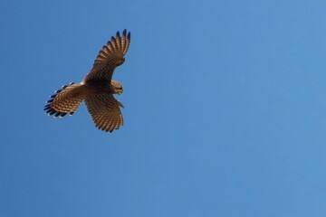 Kestrel in Flight Soaring Raptor Brown Bird Clear Blue Sky Wildlife Photography
