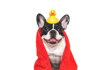 Cute puppy, red towel and yellow rubber duck. Grooming dog. Closeup, indoors. Studio shot. Concept...