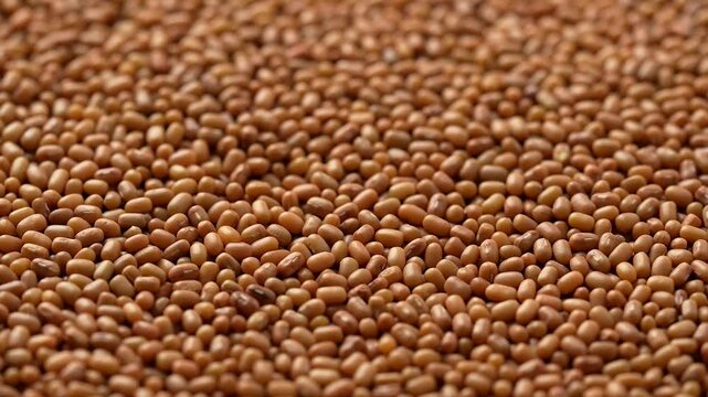 Detailed closeup of a pile of organic Moth Beans