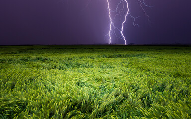 Lightning striking over green grain field under dark stormy sky. Extreme weather conditions threaten agriculture. Intense storms are becoming more frequent due to climate change