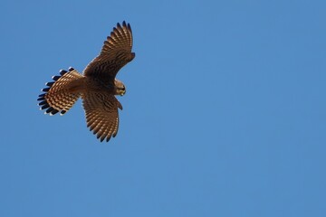 Majestic Kestrel in Flight Soaring Raptor Against Clear Blue Sky Wildlife Photography