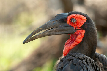 Bucorve du Sud, Grand calao terrestre, Bucorvus leadbeateri, Southern Ground Hornbill