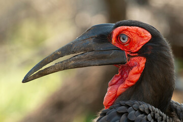 Bucorve du Sud, Grand calao terrestre, Bucorvus leadbeateri, Southern Ground Hornbill