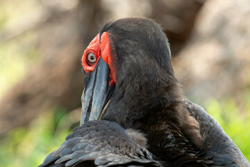 Bucorve du Sud, Grand calao terrestre, Bucorvus leadbeateri, Southern Ground Hornbill