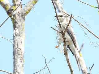 White throated Shrike Perched on Bare Branch Springtime Bird Wildlife Photography
