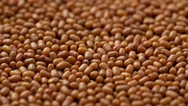 Detailed closeup of a pile of organic, fresh Moth Beans