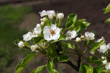 blossoming branch of white cherry blossoms in the sun, with green leaves