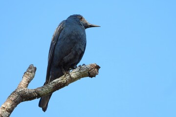 Dark colored Bird Perched on a Branch Against a Clear Blue Sky