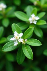 Low-growing evergreen shrub with shiny leaves and white flowers, Plant, White, Vaccinium meridionale