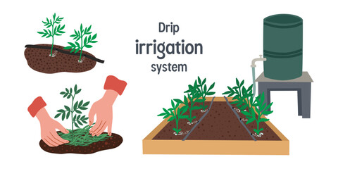 Set of vector illustration about Drip irrigation system for garden using a barrel 