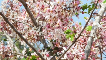 Delicate Pink and White Blossoms of a Tropical Tree in Full Bloom