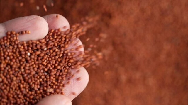 Slow-motion top view of Finger Millets falling from a hand on a blurred pile of Finger Millets