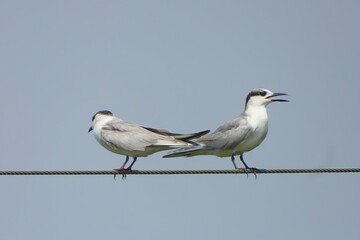 Two White winged Black Terns Perched on Wire Open Bill Wildlife