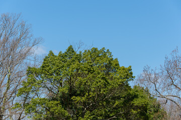 Fototapeta premium 青空と緑の木々
