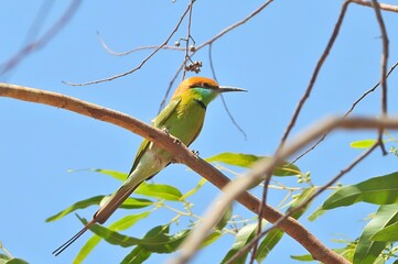 Vibrant Green Bee eater Bird Perched on Branch Sunny Day Wildlife Photography
