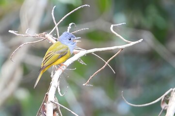 Vibrant Yellow Bellied Flycatcher Perched on Branch Detailed Bird Photography