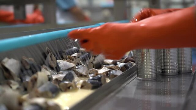 Fresh food production line is packing fish into cans Fish Process In Factory