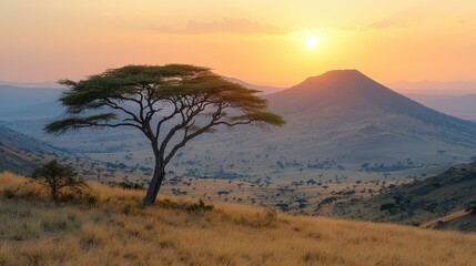 Naklejka premium African savanna sunset landscape with acacia tree