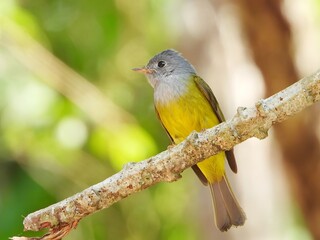 Vibrant Yellow Bellied Flycatcher Bird Perched on Branch in Lush Green Forest