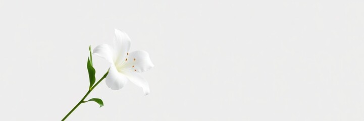 Fototapeta premium Elegant White Flower Design with Ample Space for Text