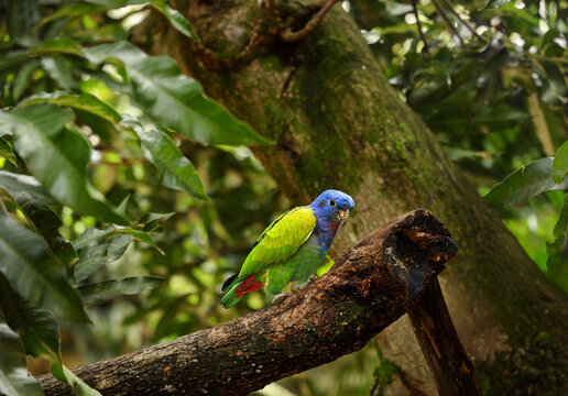 Colorful Tropical Bird Perched in Green Forest