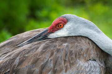 Fototapeta premium Sandhill crane, with head on back