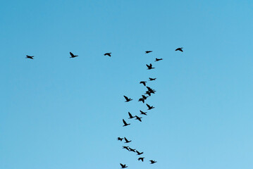 a flock of migratory birds in the sky