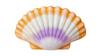 Artistic Gradient in a Scallop Shell