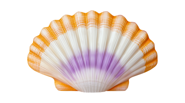 Artistic Gradient in a Scallop Shell