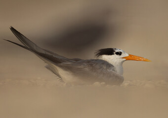 Lesser Crested Tern resting on ground at tubli bay of Bahrain
