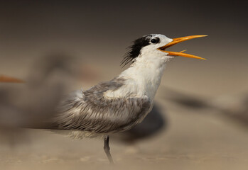 Closeup of a Lesser Crested Terncalling at tubli, Bahrain