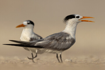 Lesser Crested Terns perched on ground at tubli bay of Bahrain