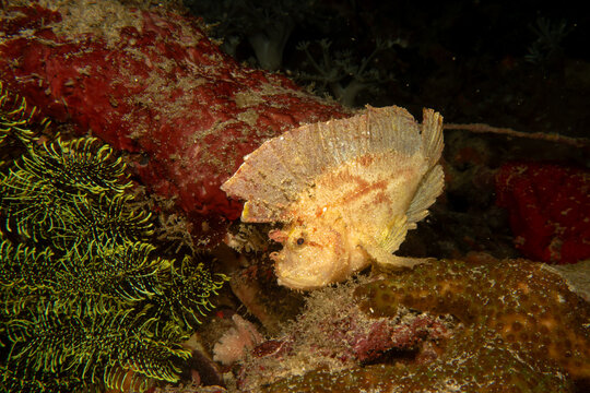 Awesome Leaf scorpionfish, Taenianotus triacanthus, or paperfish, shot at a Puerto Galera coral reef in the Philippines