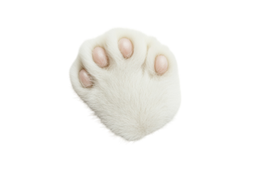 A fluffy white paw resting softly against a pale background in natural light during the day isolated on transparent background