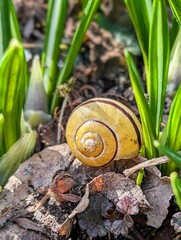 Snail shell in the grass in the garden