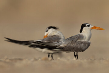 Lesser Crested Terns perched on ground at tubli, Bahrain