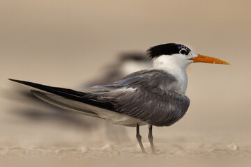 Portrait of a Lesser Crested Tern perched on ground at tubli, Bahrain