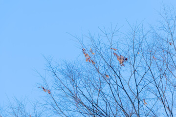 冬の木立と青空